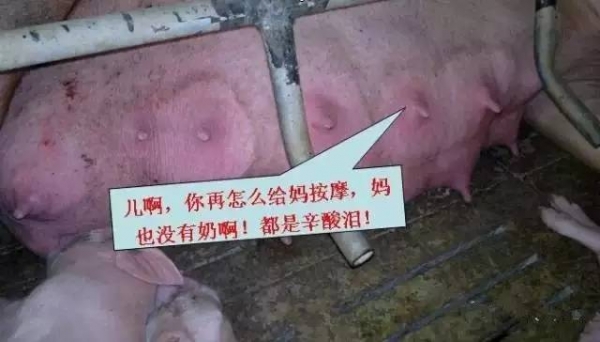 不可不知！母豬奶水不足有哪些信號(hào)？（圖）