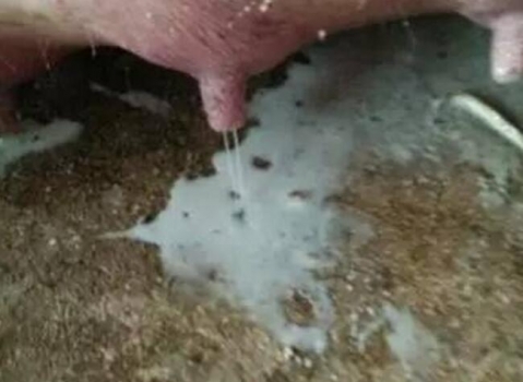 產床母豬奶水不隹的預防與仔豬寄養