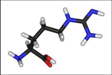 經產母豬在妊娠和泌乳期補飼精氨酸對乳腺營養攝入的影響
