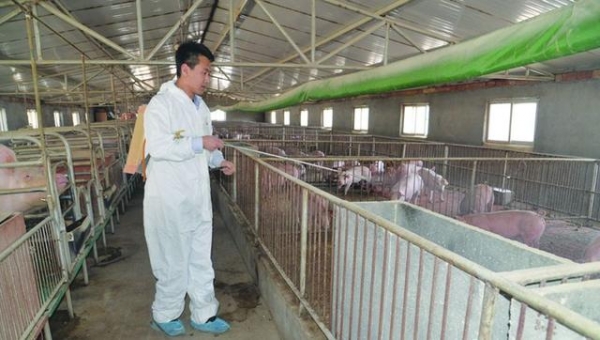 養豬如何應對高溫天氣？