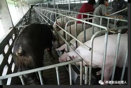 必修課 | 四張表格告訴你發情母豬最佳配種時間如何確定？