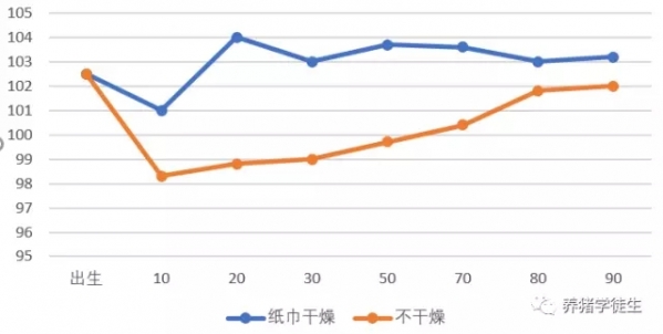 仔豬出生黃金24小時(shí)