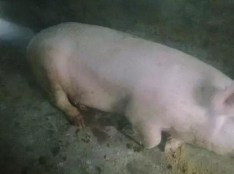 防治生豬口蹄疫的3大防治誤區