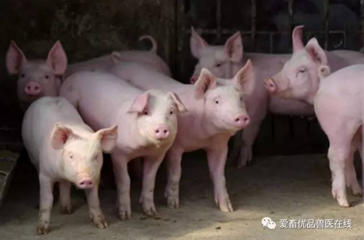 夏季這些菜，豬吃了能治病！