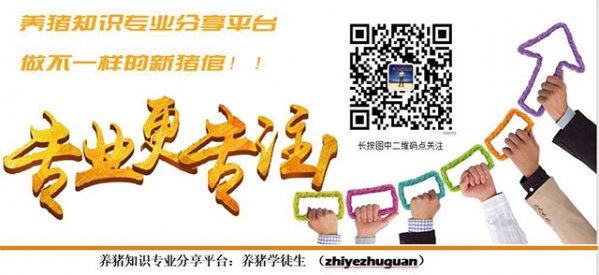養豬學徒生.jpg