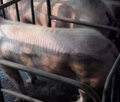 豬只處于健康和疾病之間的一種狀態---豬的亞健康及其危害？