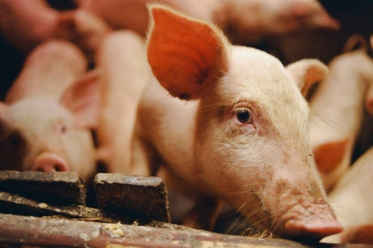 豬飼料產品質量要求的八大誤區