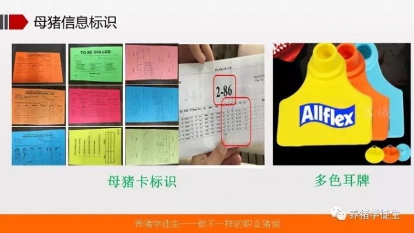 養豬技術吧：可視化體系建立