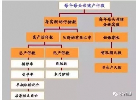 為什么母豬的產仔數少？