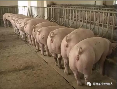 前沿技術 | 夏季后備母豬不發情的原因及對策（多圖）