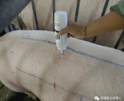 必修課 | 背膘測定的原理及方法