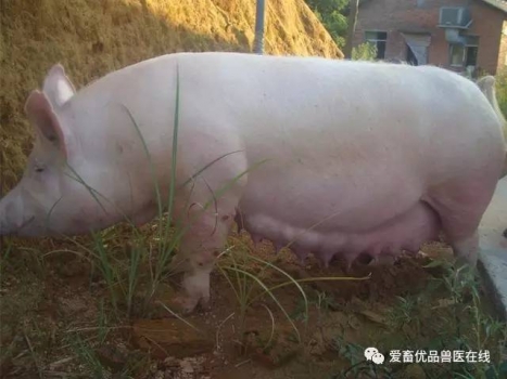 如何避免懷孕母豬出現不吃食現象？