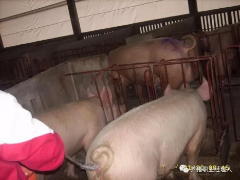 必修課 | 夏季母豬斷奶再發情延遲解決思路及方案