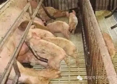 控制高死亡率豬腹瀉病有賴于獸醫正確的診斷思維或方法