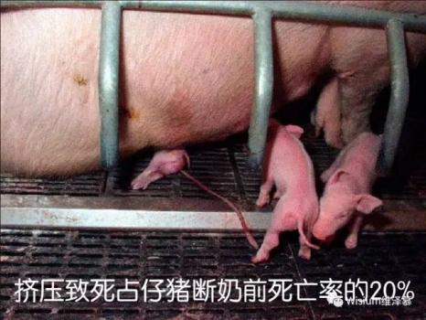 仔豬被壓死是產(chǎn)房護理沒做到位嗎？