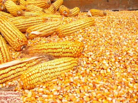 飼料品質管理之要點