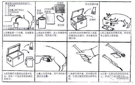 繁殖與育種 | 干貨！圖文解說影響豬精液質(zhì)量的操作技巧和影響豬精液保存的關(guān)鍵因素！