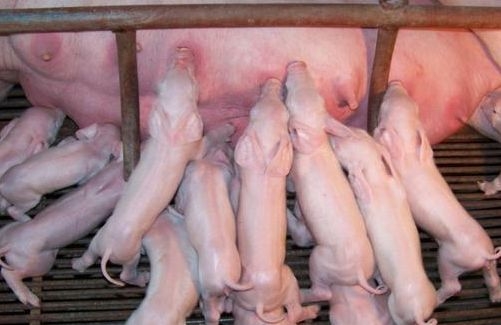 初生仔豬如何過好出生關(guān)及哺乳關(guān)？