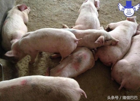 喂豬吃料也要講究先后順序