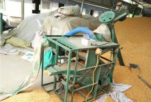 周恩庫：玉米使用少花冤枉錢知道這四個字就行