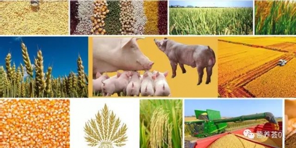 哺乳母豬及種公豬的營養需要與推薦標準（荷蘭CVB標準，譯）