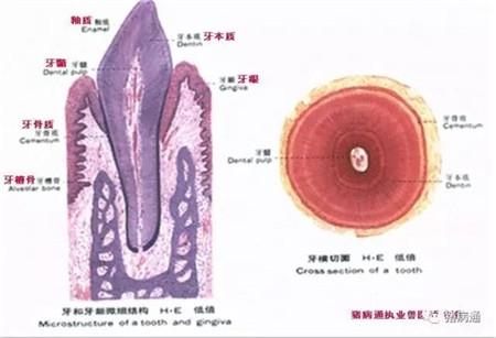 如何對仔豬科學的斷牙？