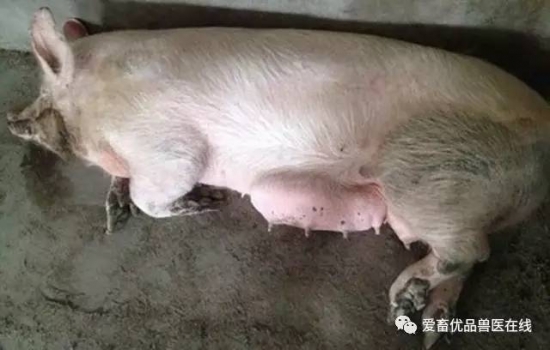 母豬乳房炎怎么治，用什么藥？