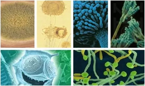 霉菌毒素的知識都在這里了！