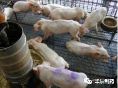 副豬怎么防控？可以凈化嗎？