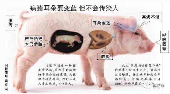 最全的豬藍耳病知識，全是干貨！