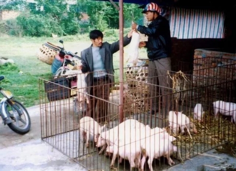 是否有適合農(nóng)村自繁自養(yǎng)的免疫程序？