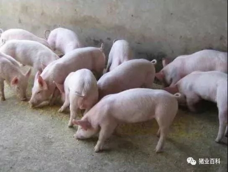 都說外購仔豬難養(yǎng)?做好這些都不是問題！