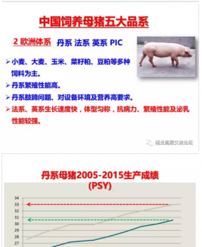 丹系VS美系母豬營養及飼喂差異_04.png