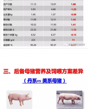 丹系VS美系母豬營養及飼喂差異_09.png