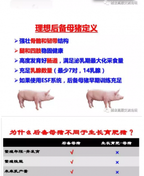 丹系VS美系母豬營養及飼喂差異_10.png