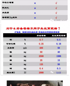 丹系VS美系母豬營養及飼喂差異_11.png
