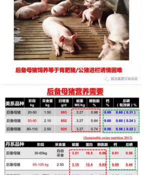 丹系VS美系母豬營養及飼喂差異_12.png