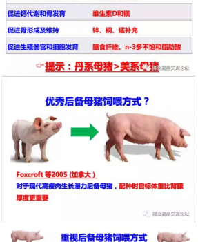 丹系VS美系母豬營養及飼喂差異_14.png