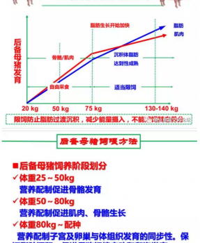 丹系VS美系母豬營養及飼喂差異_15.png
