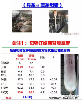 丹系VS美系母豬營養及飼喂差異_20.png