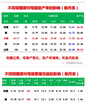 丹系VS美系母豬營養及飼喂差異_04.png