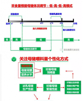 丹系VS美系母豬營養及飼喂差異_15.png