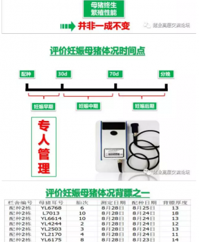 丹系VS美系母豬營養及飼喂差異_16.png