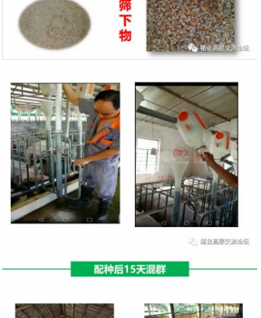 丹系VS美系母豬營養及飼喂差異_19.png