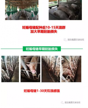 丹系VS美系母豬營養及飼喂差異_20.png