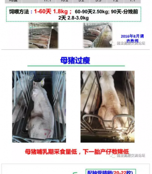 丹系VS美系母豬營養及飼喂差異_02.png