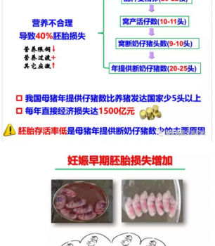 丹系VS美系母豬營養及飼喂差異_03.png