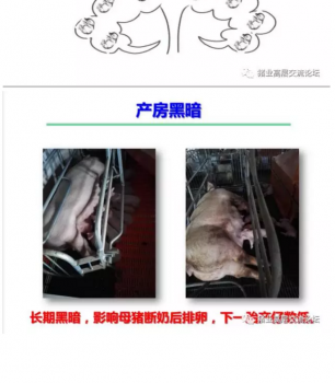 丹系VS美系母豬營養及飼喂差異_04.png
