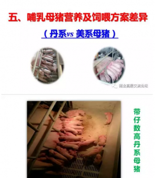 丹系VS美系母豬營養及飼喂差異_05.png