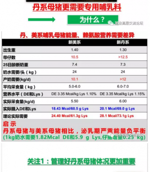 丹系VS美系母豬營養及飼喂差異_06.png